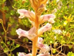 Orobanche minor